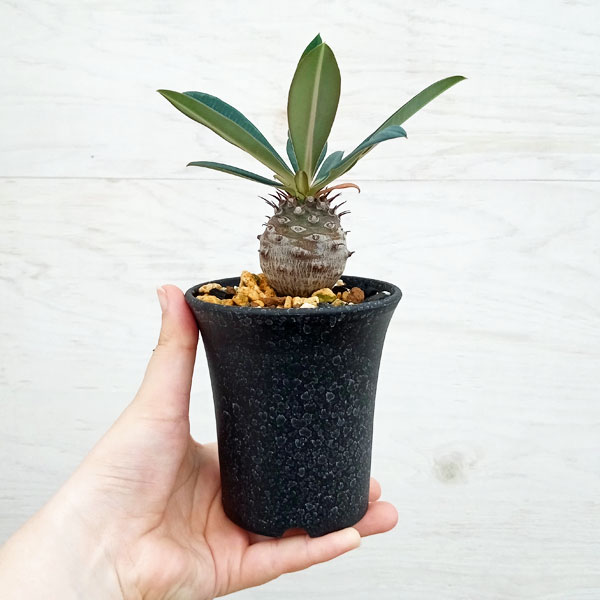 ユーフォルビア（サボテン、多肉植物） | 花、ガーデニング のおすすめ