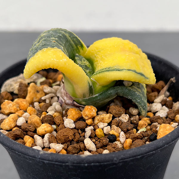 楽天市場】多肉植物：ガステリア 西村臥牛*S 幅4cm : 遊恵盆栽