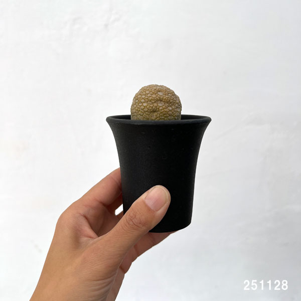 プセウドリトスの商品一覧 通販 - Yahoo!ショッピング