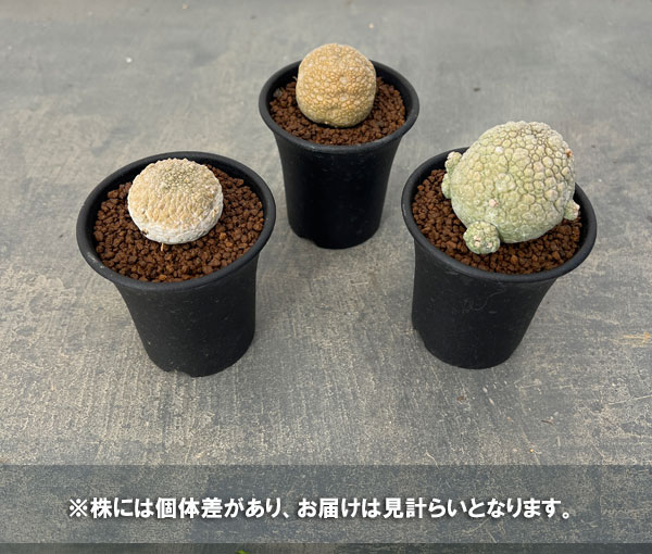 プセウドリトスの商品一覧 通販 - Yahoo!ショッピング