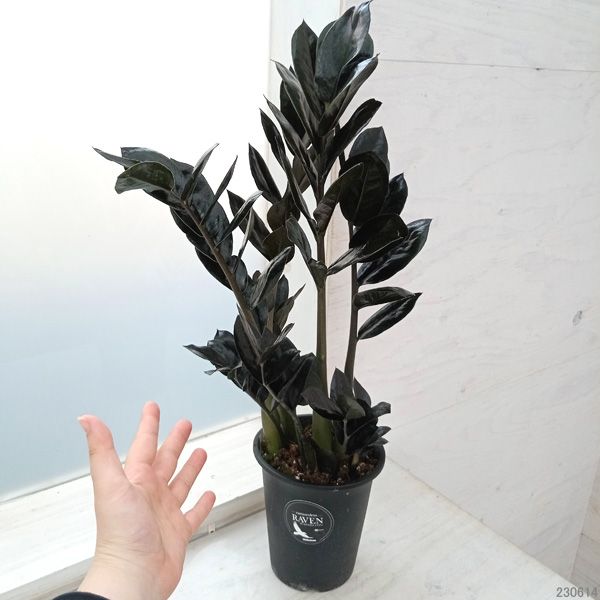 ザミオクルカス ザミーフォリアのおすすめ人気商品一覧 通販 - Yahoo