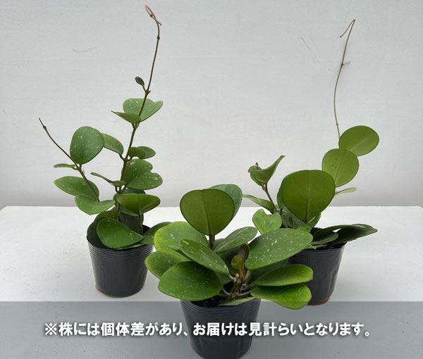 観葉植物/ホヤ：オボバタ　4号ポット｜engei｜03