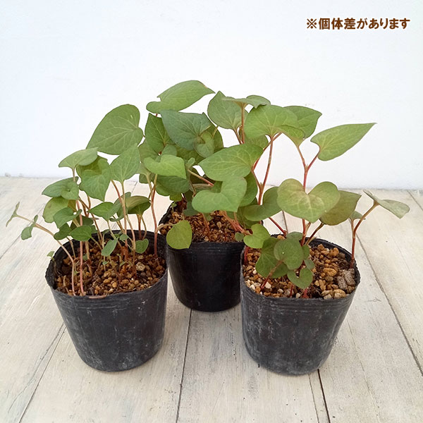 山野草の苗 ドクダミ 八重咲きドクダミ 2.5...の詳細画像3