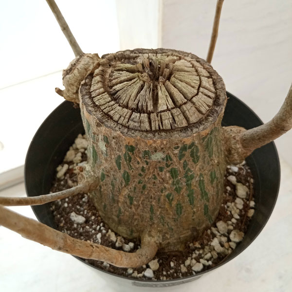 観葉植物 プセウドボンバックス エリプチクム 5号鉢植え23-06 : 園芸
