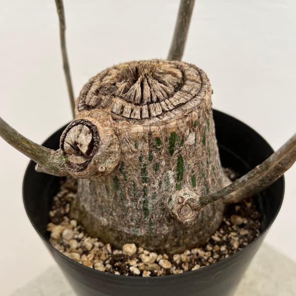 観葉植物 プセウドボンバックス エリプチクム 5号鉢植え23-06 : 園芸