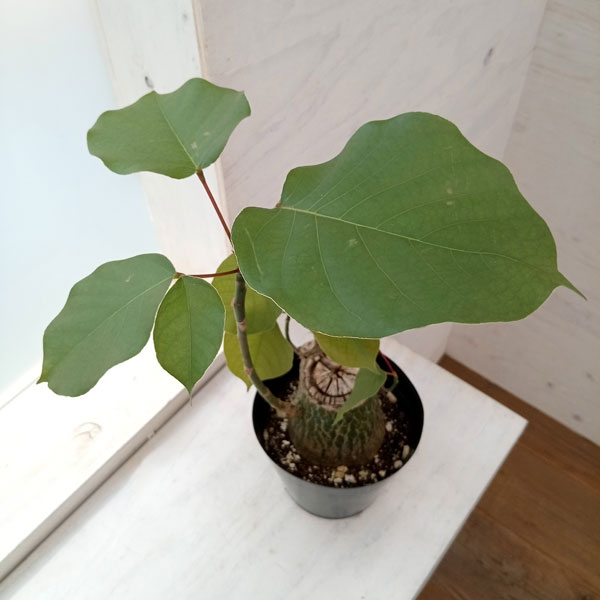 観葉植物 プセウドボンバックス エリプチクム 5号鉢植え23-10 : 園芸