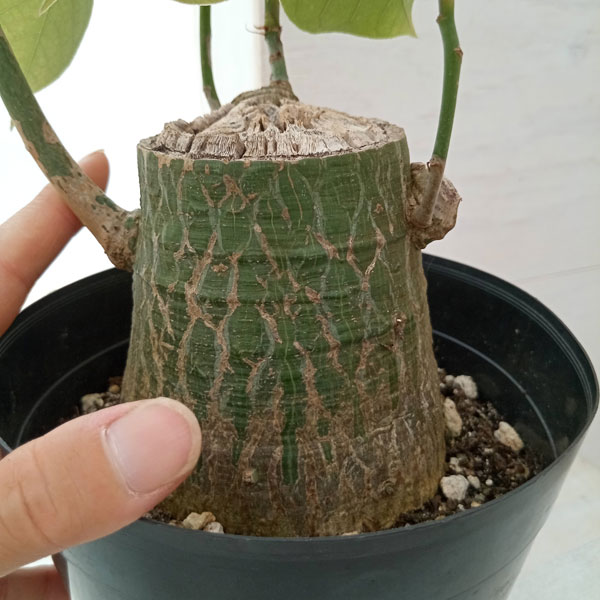 観葉植物 プセウドボンバックス エリプチクム 5号鉢植え23-10 : 園芸