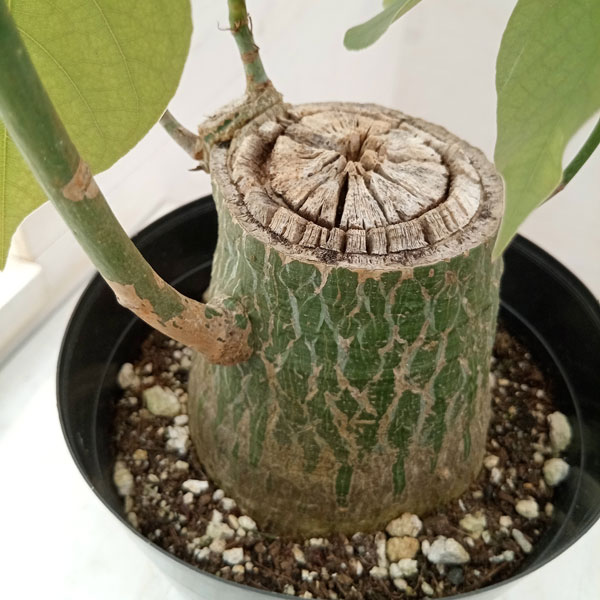 観葉植物 プセウドボンバックス エリプチクム 5号鉢植え23-10 : 園芸