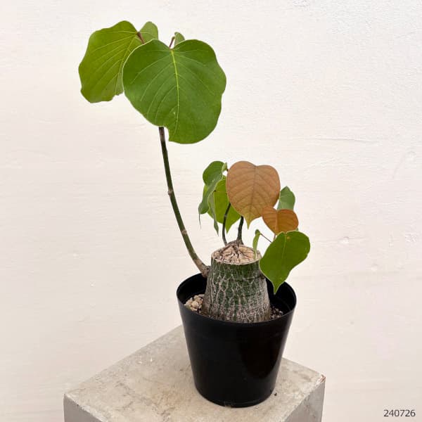 ボンバックス　5年管理株　現品鉢ごと発送 観葉植物 プセウドボンバックス エリプチクム 5号鉢植え23-10 : 園芸