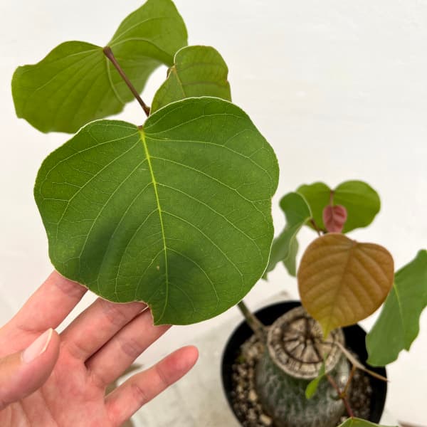 観葉植物 プセウドボンバックス エリプチクム 5号鉢植え23-10 : 園芸