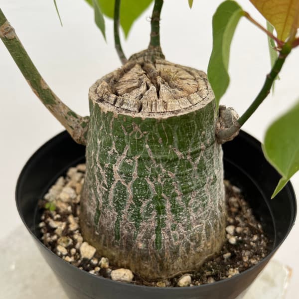 観葉植物 プセウドボンバックス エリプチクム 5号鉢植え23-10 : 園芸