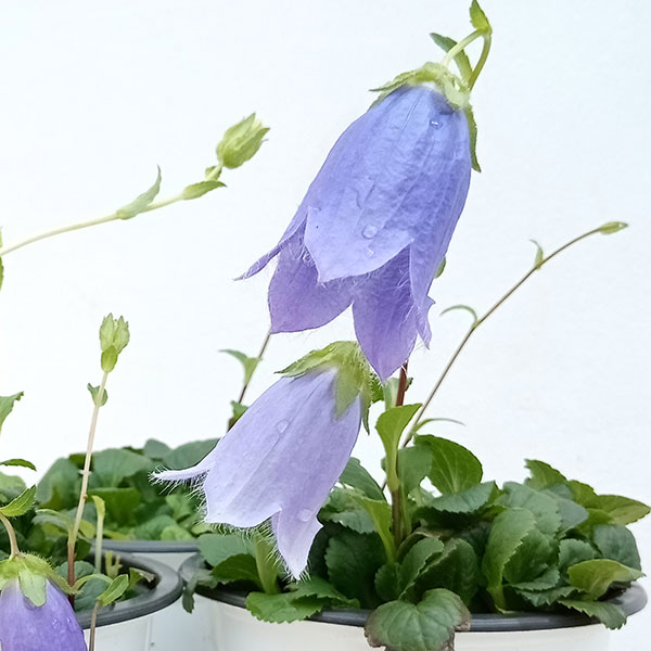 カンパニュラ 花（花の苗）｜苗 | 花、ガーデニング のおすすめ