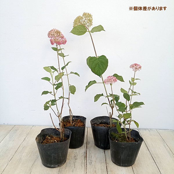 花木 庭木の苗/アジサイ（アメリカ）：ピンクアナベル ピンカーベル4.5-5号ポット｜engei｜08
