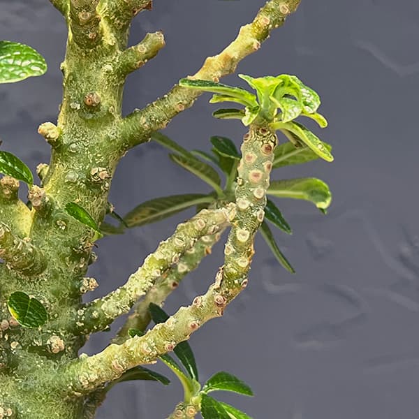 観葉植物 サマーセール ドルステニア ギガス(...の詳細画像1