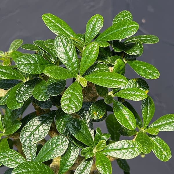 観葉植物 サマーセール ドルステニア ギガス(...の詳細画像2