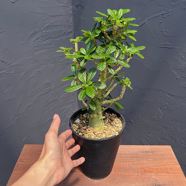 観葉植物 サマーセール ドルステニア ギガス(...の詳細画像3
