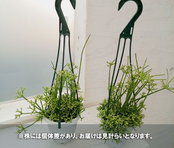 観葉植物 リプサリス：ケレウスクラ 4号吊り鉢 - サボテン、多肉植物