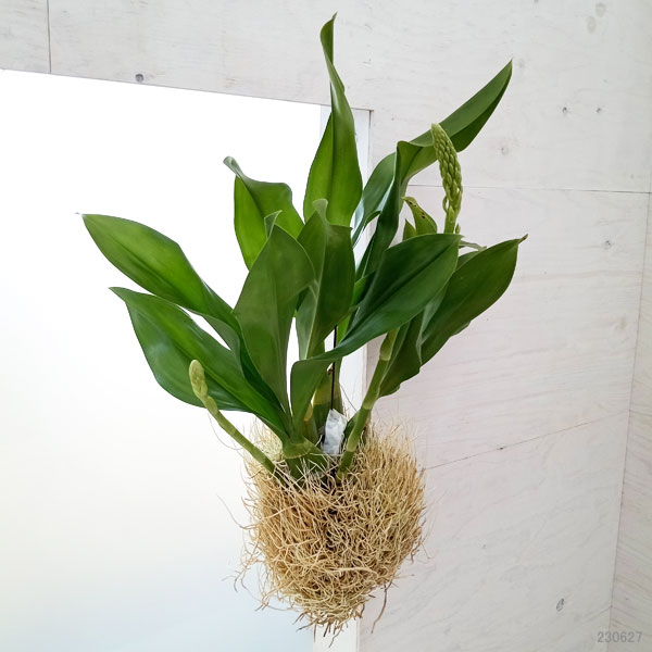 グラマトフィラム スクリプタム ヒヒマヌ吊り仕立て（Lサイズ、花芽付き）の画像