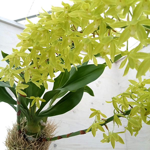 グラマトフィラム スクリプタム ヒヒマヌ吊り仕立て（Lサイズ、花芽付き）の画像