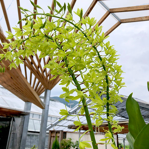 グラマトフィラム スクリプタム ヒヒマヌ吊り仕立て（Lサイズ、花芽付き）の画像
