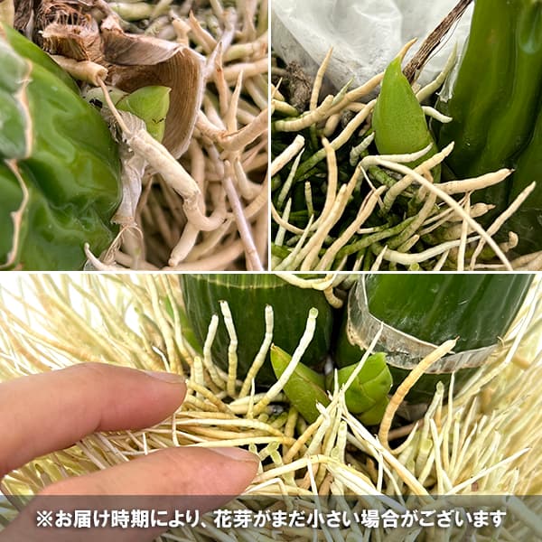 グラマトフィラム スクリプタム ヒヒマヌ吊り仕立て（Lサイズ、花芽付き）の画像