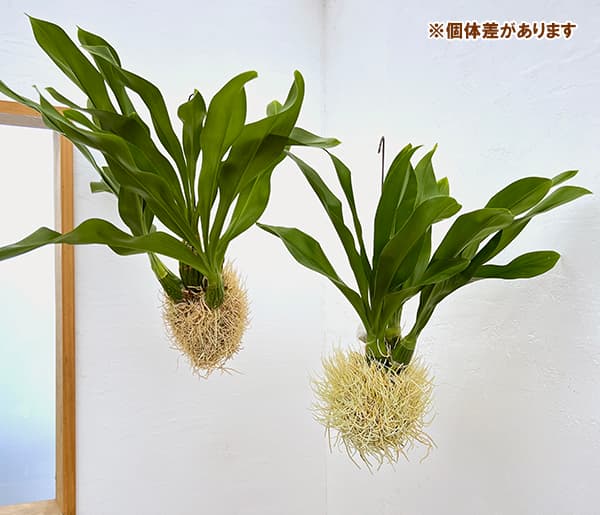 グラマトフィラム スクリプタム ヒヒマヌ吊り仕立て（Lサイズ、花芽付き）の画像