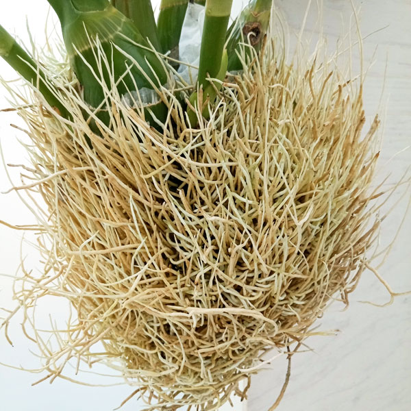 グラマトフィラム スクリプタム ヒヒマヌ吊り仕立て（Lサイズ、花芽付き）の画像
