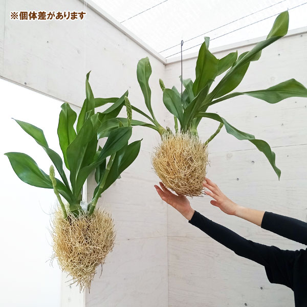 グラマトフィラム スクリプタム ヒヒマヌ吊り仕立て（Lサイズ、花芽付き）の画像