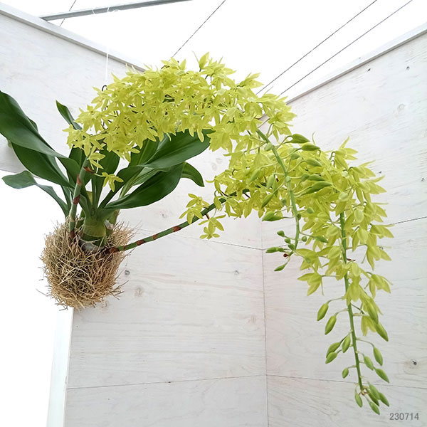 グラマトフィラム スクリプタム ヒヒマヌ吊り仕立て（Lサイズ、花芽付き）の画像