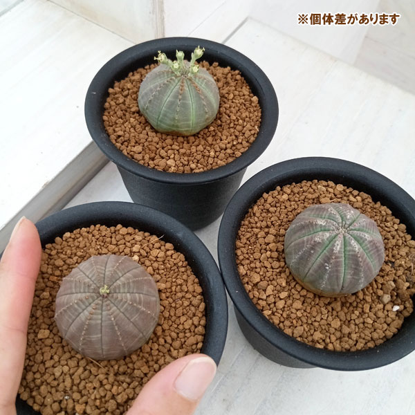 観葉植物/ユーフォルビア：オベサ 　3号