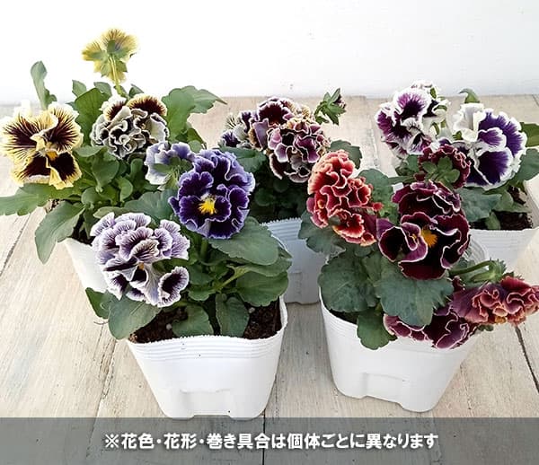 草花の苗 26年11月中下旬予約 パンジー(フ...の詳細画像1