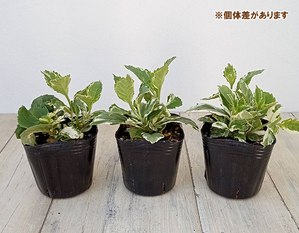花木 庭木の苗 26年10月中下旬予約 アジサ...の詳細画像4