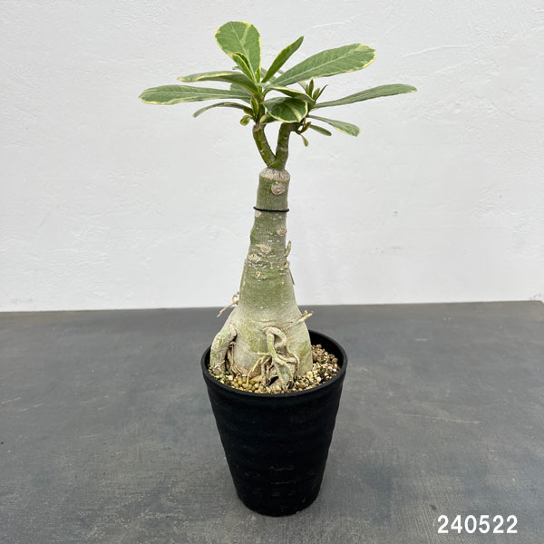 観葉植物/アデニウム：オベスム　サイアムローラ（斑入り）４号鉢植え｜engei｜02