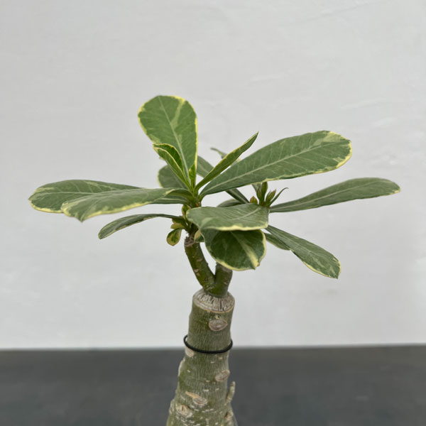 観葉植物/アデニウム：オベスム　サイアムローラ（斑入り）４号鉢植え｜engei｜03
