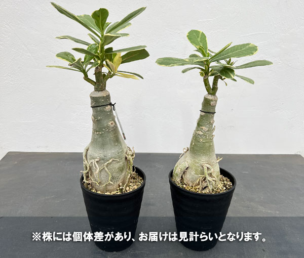 観葉植物/アデニウム：オベスム　サイアムローラ（斑入り）４号鉢植え｜engei｜07