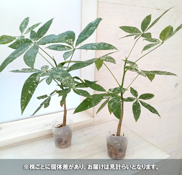 観葉植物/パキラ：アクアティカ 斑入り（実生株） 2.5号ポット* : 233597 : 園芸ネット - 通販 - Yahoo!ショッピング