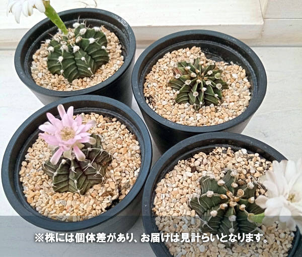 観葉植物 まるっと多肉植物3点セットNo.2（アストロフィツム＆ギムノ