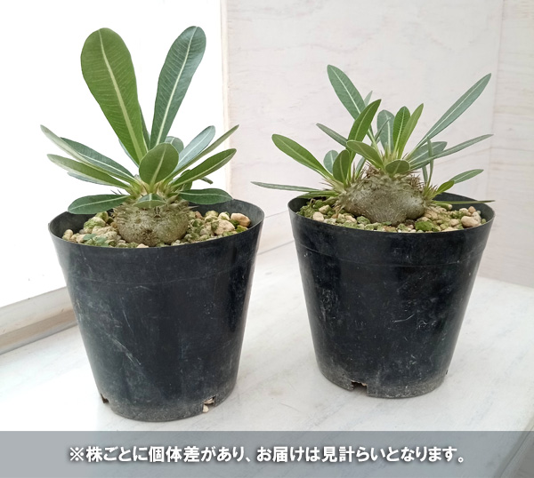 観葉植物/パキポディウム：ブレビカウレ（恵比寿笑い） 4号 : 222178