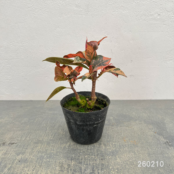 観葉植物 フィカス ジン 4号ポットの詳細画像1