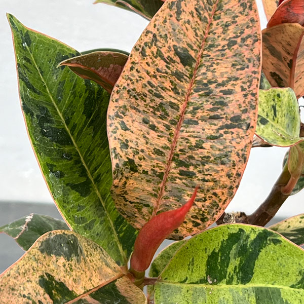 観葉植物 フィカス ジン 4号ポットの詳細画像2