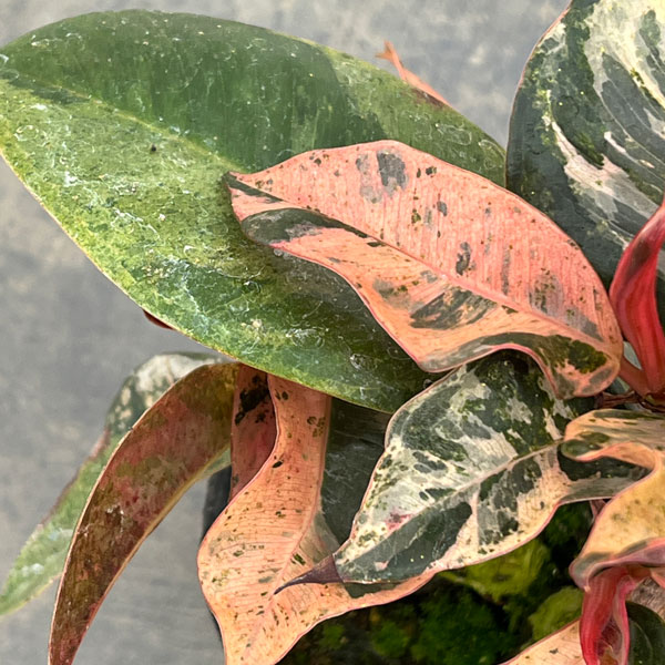 観葉植物 フィカス ジン 4号ポットの詳細画像3