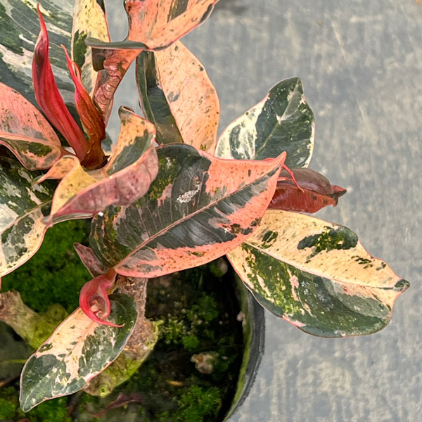 観葉植物 フィカス ジン 4号ポットの詳細画像4