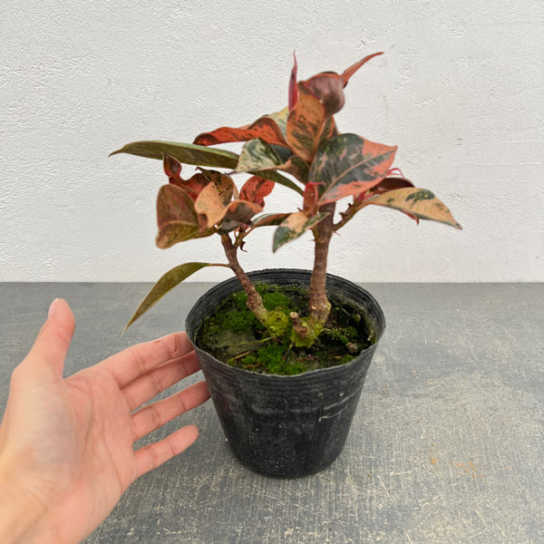 観葉植物 フィカス ジン 4号ポットの詳細画像5