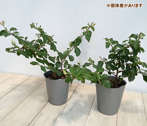 草花の苗 サマーセール グルーイア(スイレンボ...の詳細画像2