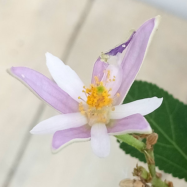 草花の苗 サマーセール グルーイア(スイレンボ...の詳細画像3