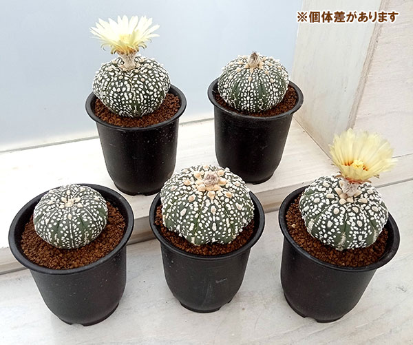 観葉植物/アストロフィツム：スーパーカブト（実生株） 2.5号 : 222455 : 園芸ネット - 通販 - Yahoo!ショッピング