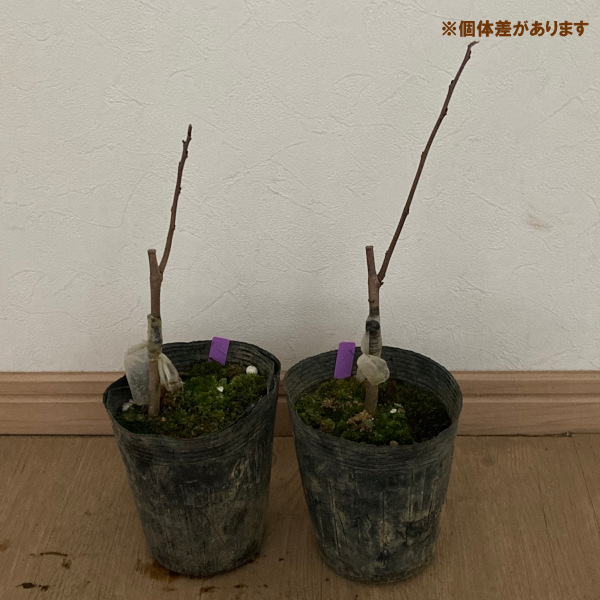 果樹の苗/ポポー：NC-1（接木苗）4号ポット｜engei｜03