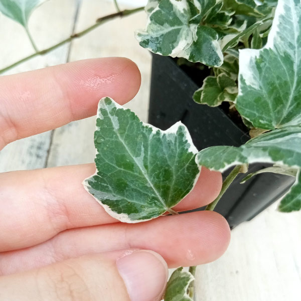 草花の苗 ヘデラ(アイビー) 天使のいたずら3...の詳細画像4