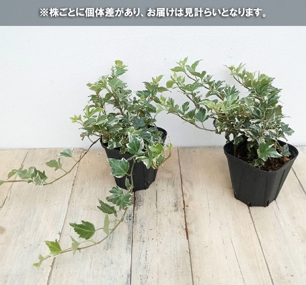 草花の苗 ヘデラ(アイビー) 天使のいたずら3...の詳細画像5