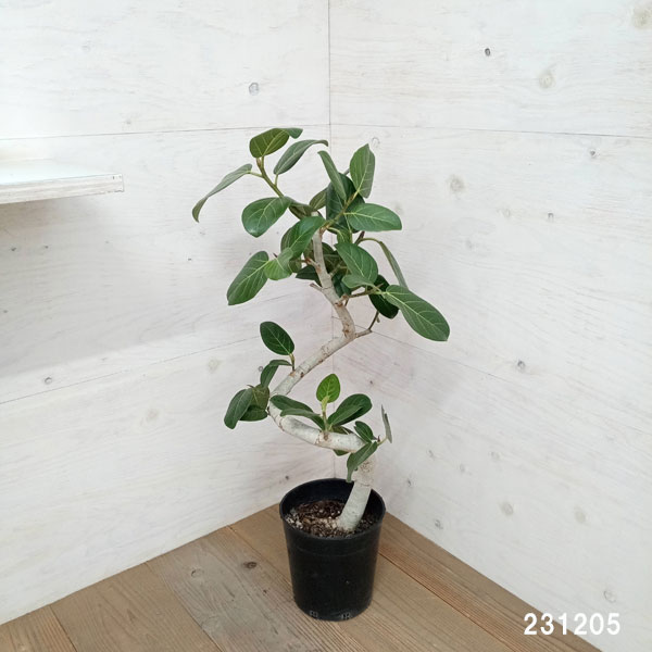 フィカス・ベンガレンシスのおすすめ人気商品一覧 通販 - Yahoo